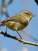 Common Chiffchaff