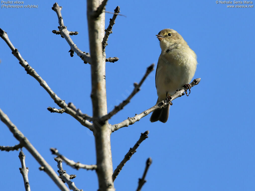 Pouillot véloce mâle adulte, identification, habitat, chant