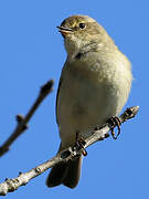 Common Chiffchaff