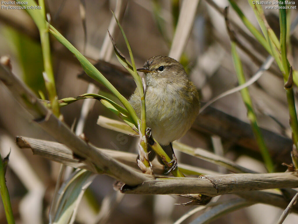 Pouillot véloceadulte, identification, Comportement