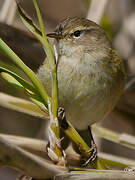 Common Chiffchaff