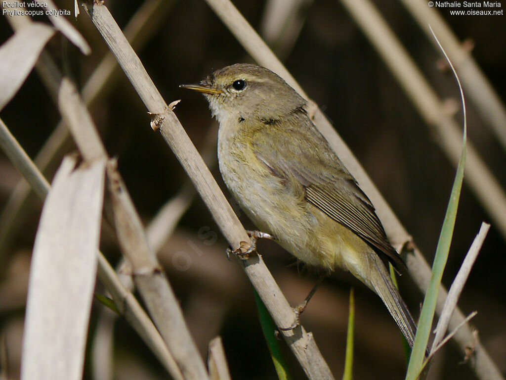 Pouillot véloceadulte, identification, Comportement