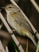 Common Chiffchaff