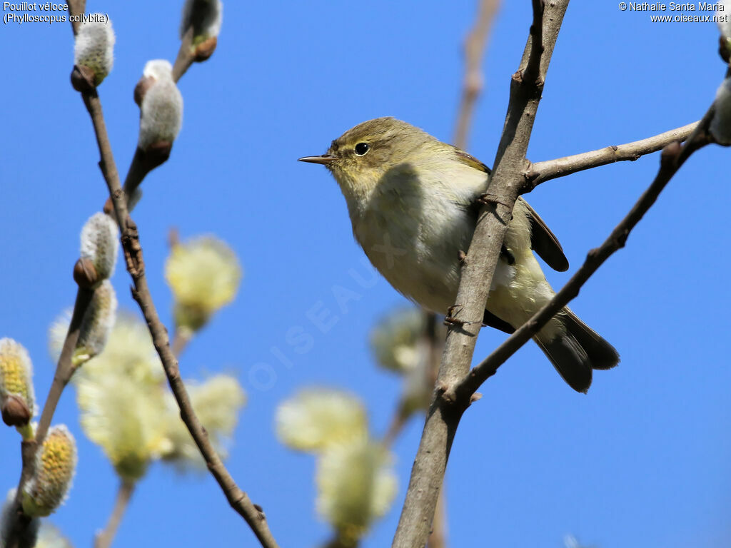 Pouillot véloce mâle adulte, identification, habitat, Comportement