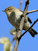 Common Chiffchaff