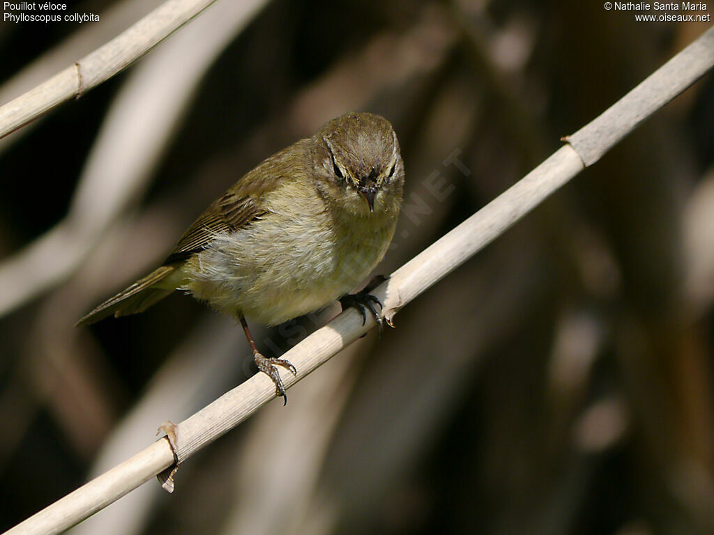 Common Chiffchaffadult, Behaviour