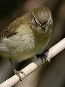 Common Chiffchaff