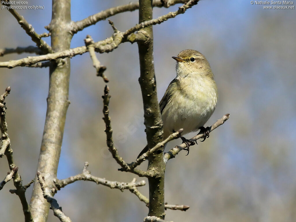 Pouillot véloce mâle adulte, identification, Comportement