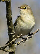 Common Chiffchaff