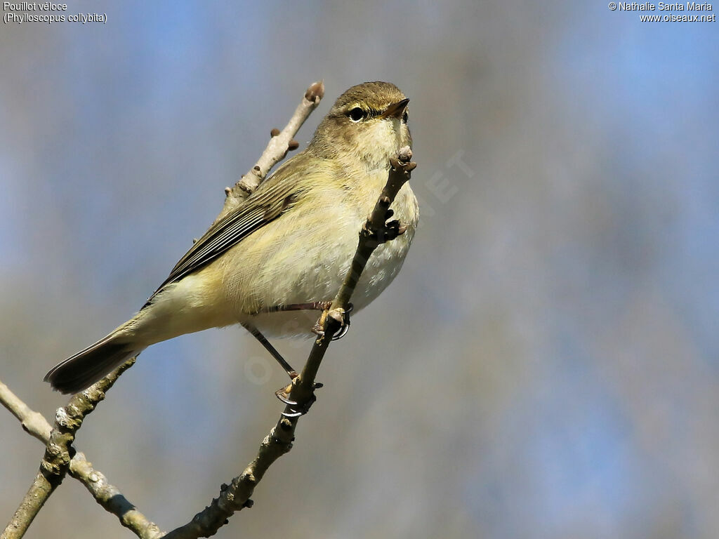 Pouillot véloce mâle adulte, identification, Comportement