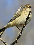 Common Chiffchaff