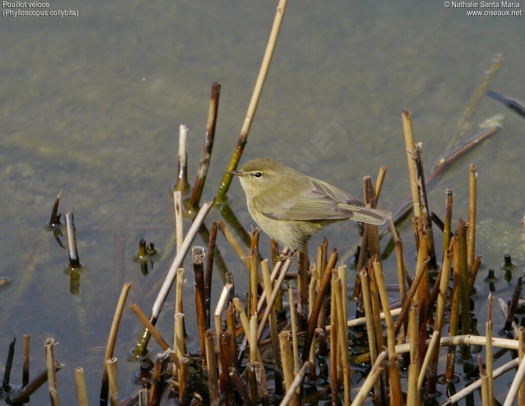 Common Chiffchaffadult, habitat, Behaviour