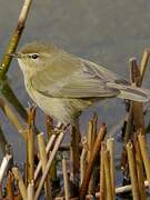 Common Chiffchaff