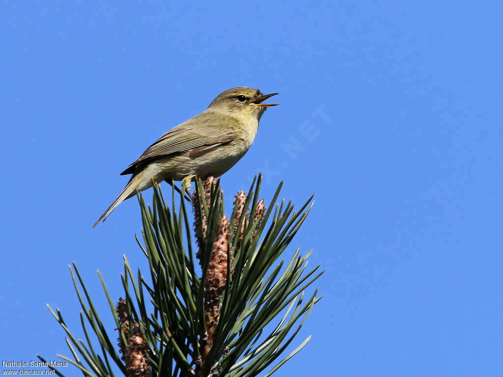 Common Chiffchaff male adult breeding, song