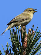 Common Chiffchaff