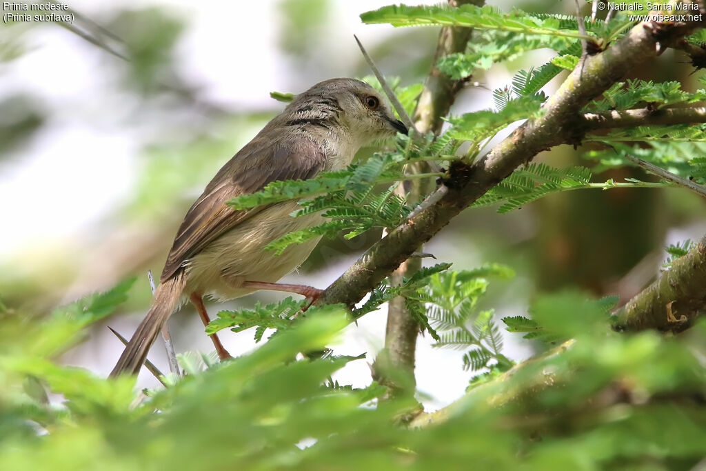 Prinia modesteadulte, identification, habitat, Comportement