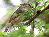 Prinia modeste