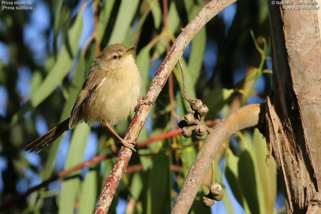 Tawny-flanked Priniaimmature, identification, habitat