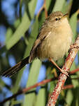 Prinia modeste