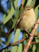 Tawny-flanked Prinia