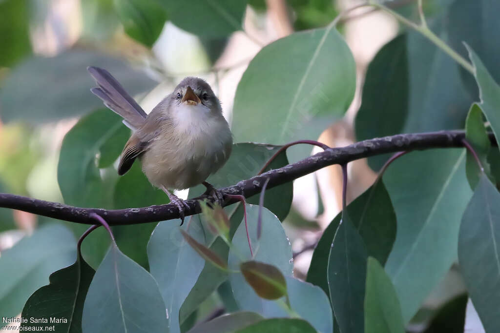 Prinia modestejuvénile, chant