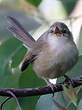 Prinia modeste