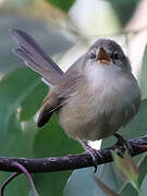 Tawny-flanked Prinia