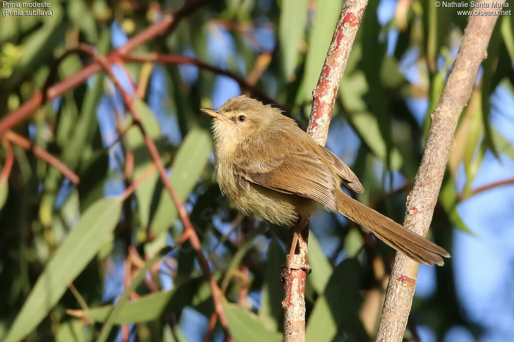 Prinia modesteadulte, identification, habitat