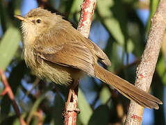 Tawny-flanked Prinia