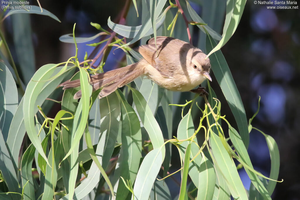 Tawny-flanked Priniaimmature, identification, habitat