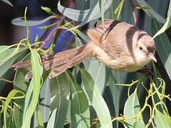 Tawny-flanked Prinia