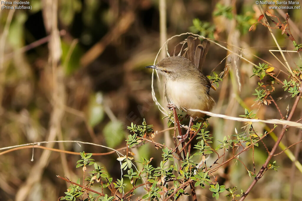 Tawny-flanked Priniaadult, identification, habitat