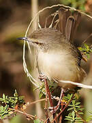 Tawny-flanked Prinia