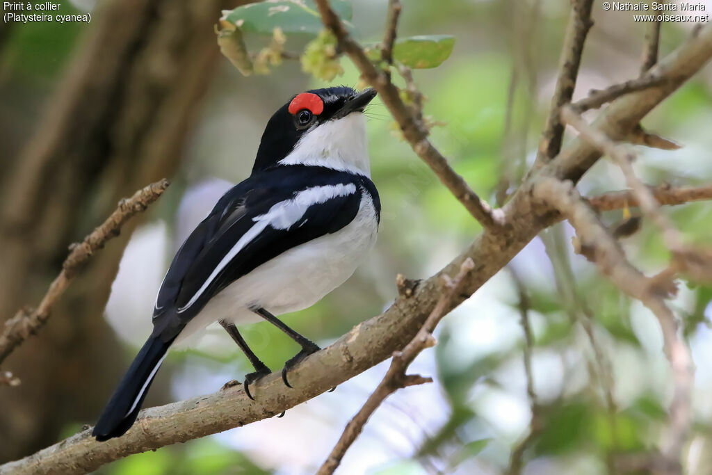 Brown-throated Wattle-eye male adult, identification, habitat