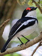 Brown-throated Wattle-eye