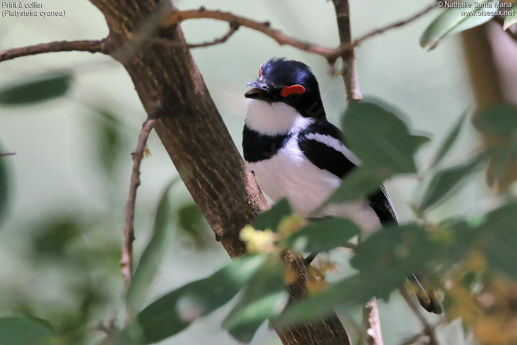 Brown-throated Wattle-eye male adult, identification, habitat, song