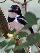 Brown-throated Wattle-eye