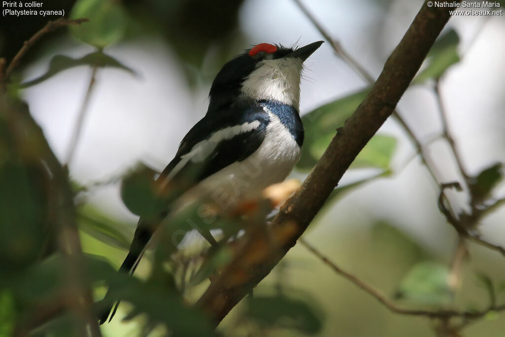 Brown-throated Wattle-eye male adult, identification, habitat