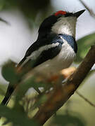 Brown-throated Wattle-eye