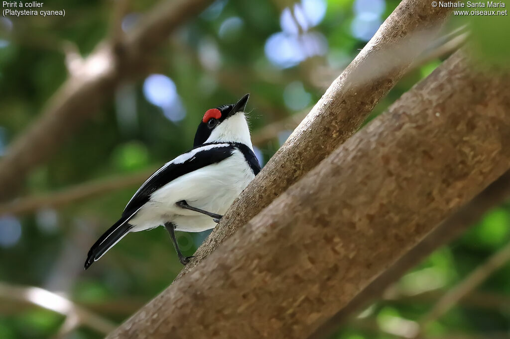 Brown-throated Wattle-eye male adult, identification, habitat