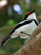 Brown-throated Wattle-eye