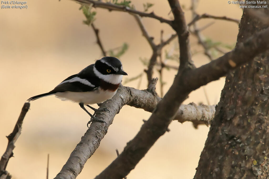 Western Black-headed Batisadult, habitat