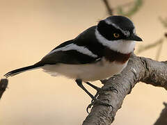 Western Black-headed Batis