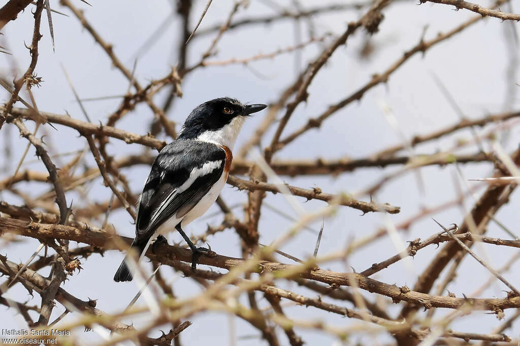 Pygmy Batis female adult, identification