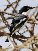 Pygmy Batis