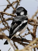 Pygmy Batis