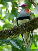 Superb Fruit Dove