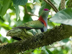 Superb Fruit Dove