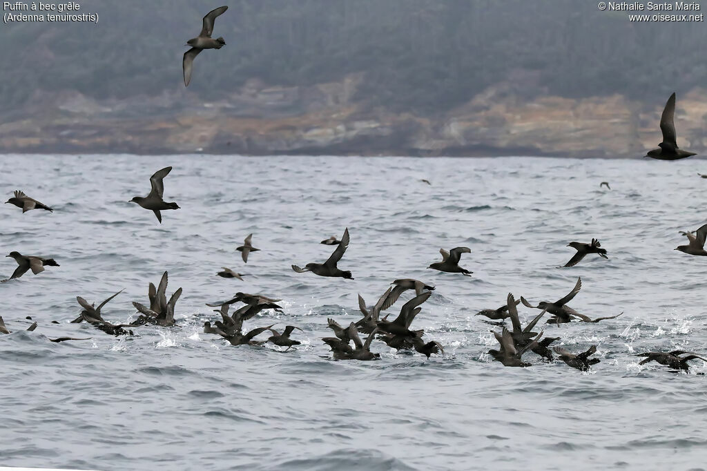 Puffin à bec grêle, habitat, Vol