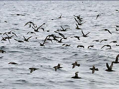 Short-tailed Shearwater